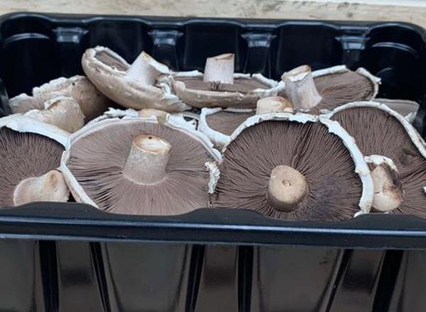 Mushrooms Portobello