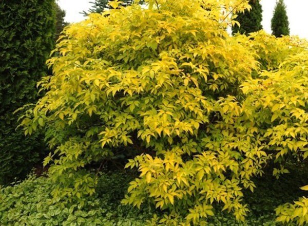 Elderberry - Golden Elder