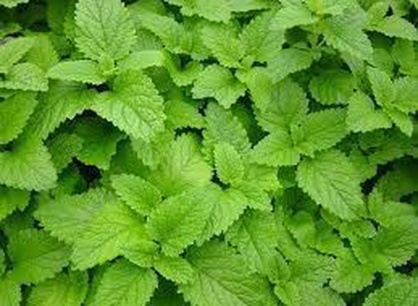 ( Potted x1) Lemon Balm - Large (Own Grown)