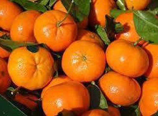 Citrus-Mandarin