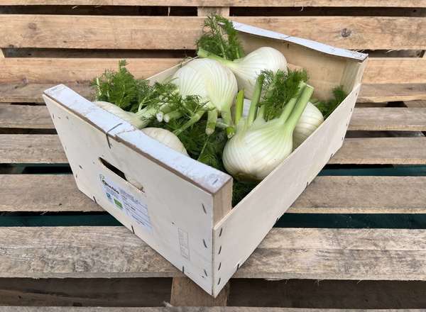 Organic Fennel