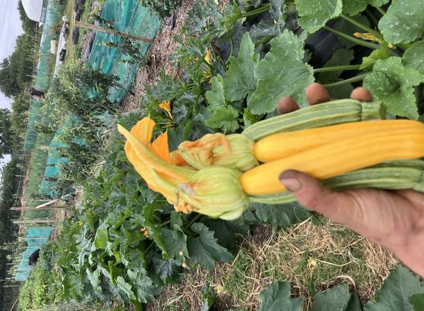 Courgette