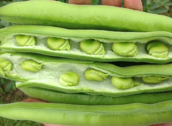 Broad Beans