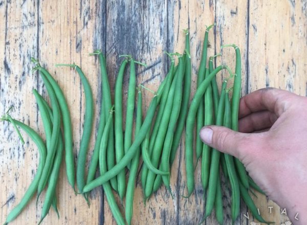 Dwarf French Beans - Faraday