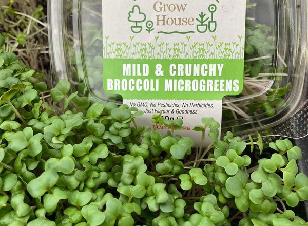 Mild and Crunchy Broccoli Microgreens