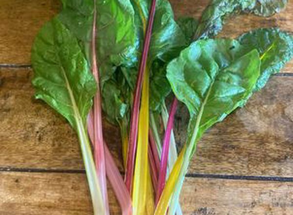 Rainbow Chard