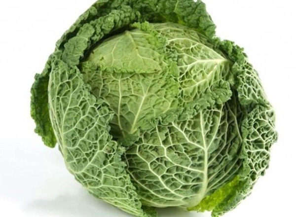 Cabbage Savoy