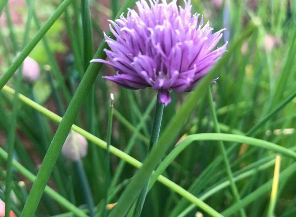 Chives add on