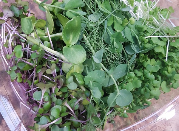 Microgreens Sample Box