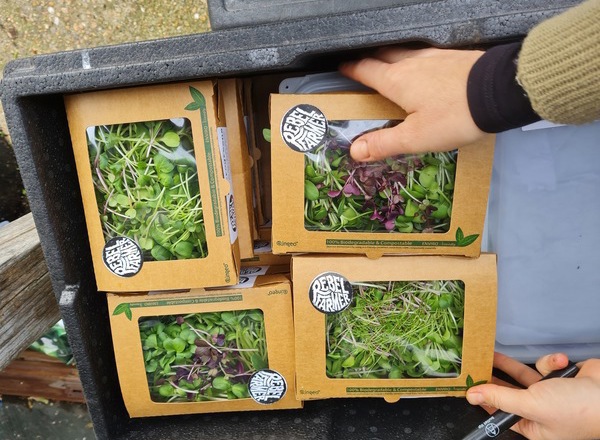 Rebel Farmer Mixed Microgreens