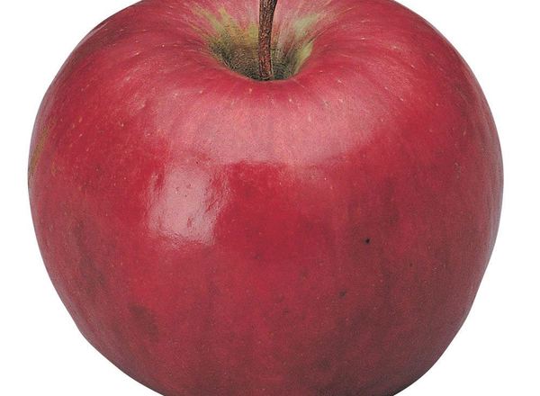 Apple: Lady Williams
