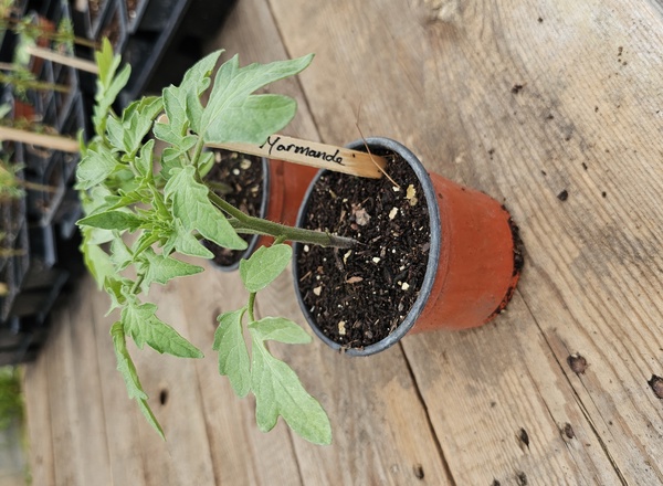 ( Potted x1) Tomato - Marmande - Small (Own Grown)