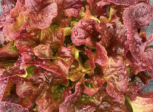 Lettuce