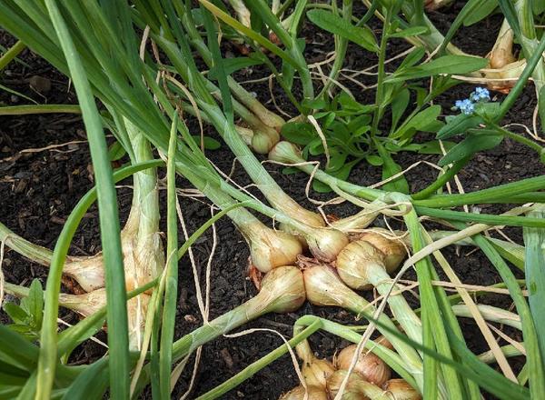 Shallots (Own Grown)