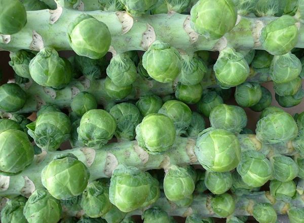 Brussels Sprout