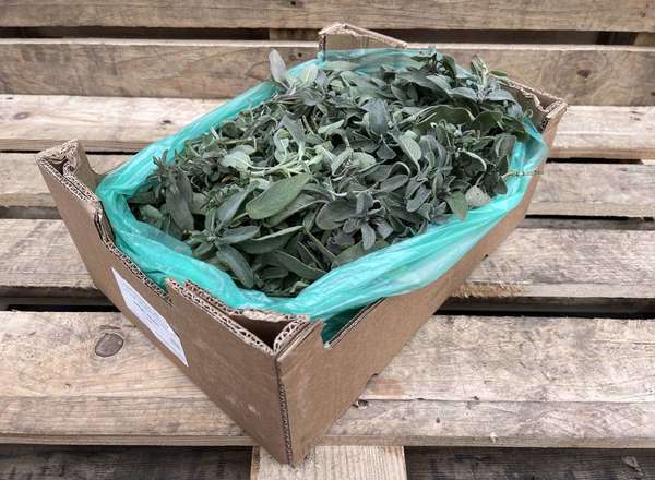 Organic Sage Loose