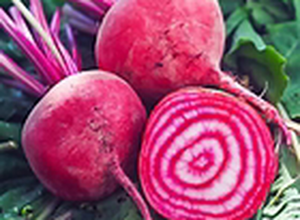 beetroot chioggia. bunch