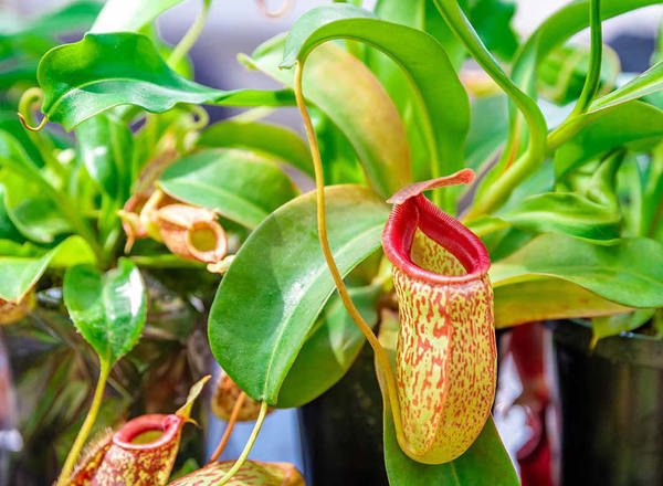 Nepenthes Tropical Pitcher Plant 2 for $40