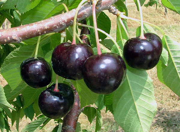 Black Pearl Sweet Cherry Tree