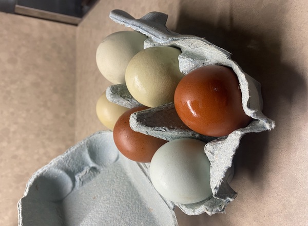 Maple Ranch Pasture Raised Eggs
