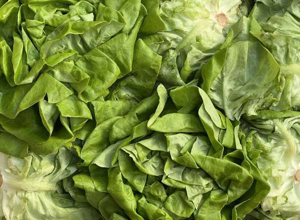 Lettuce - Green, British