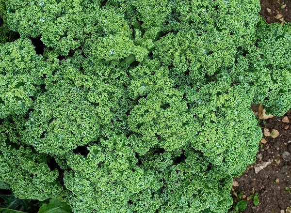 Curly Kale