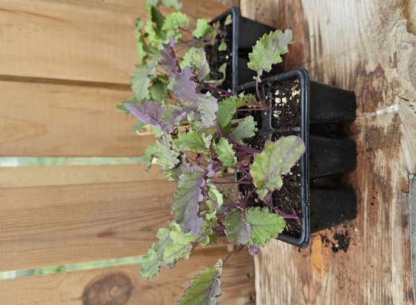 ( Plugs x6) Kale - Rote Krauser (Own Grown)