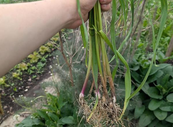 Baby Garlic - 100g (Own Grown)