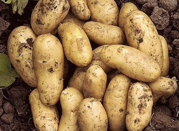 Potato: Charlotte