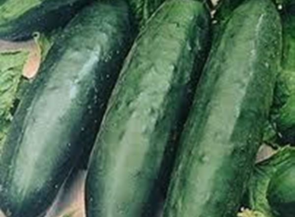 Cucumber Mini each (1 item) (Own Grown)
