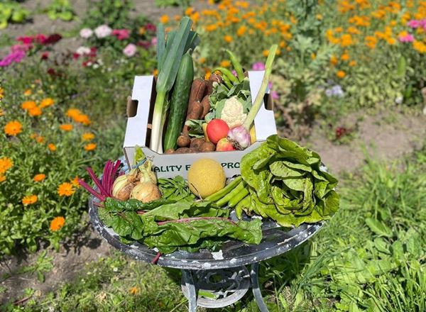 Veg & Fruit & Salad Box