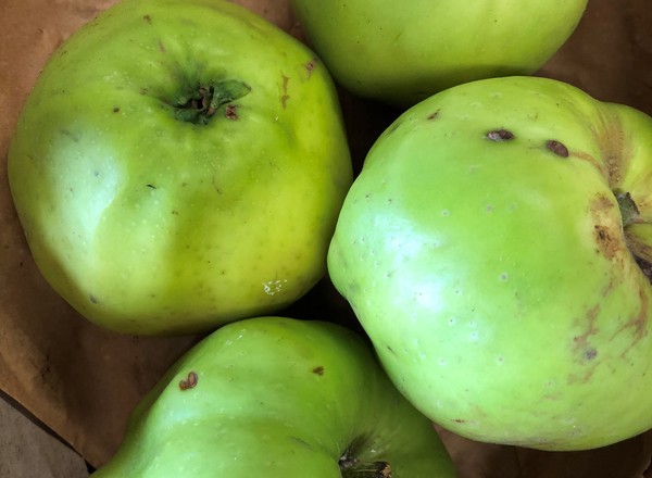 Apples, Windfall for Cooking (Own Grown)