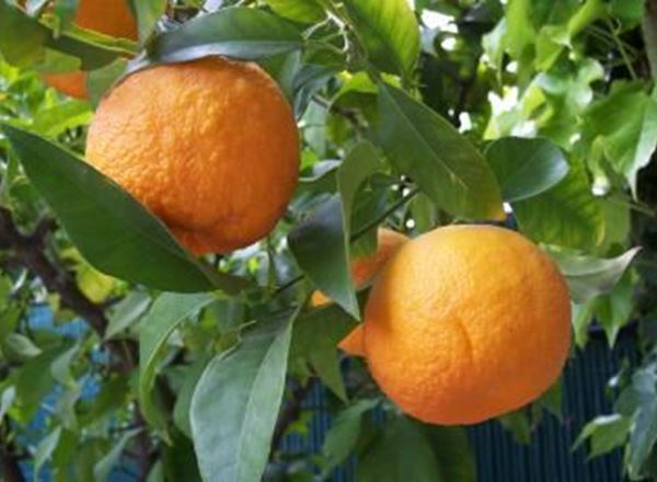 Seville Oranges 1kg