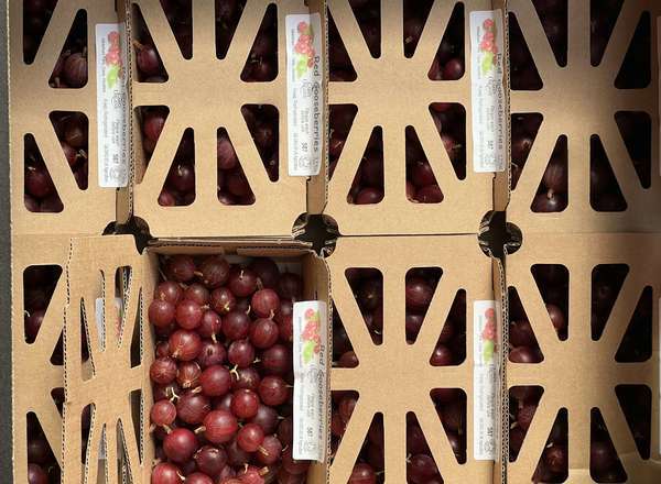 Gooseberry - Red - Punnet