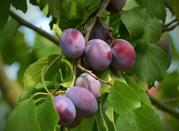 Plum, UK