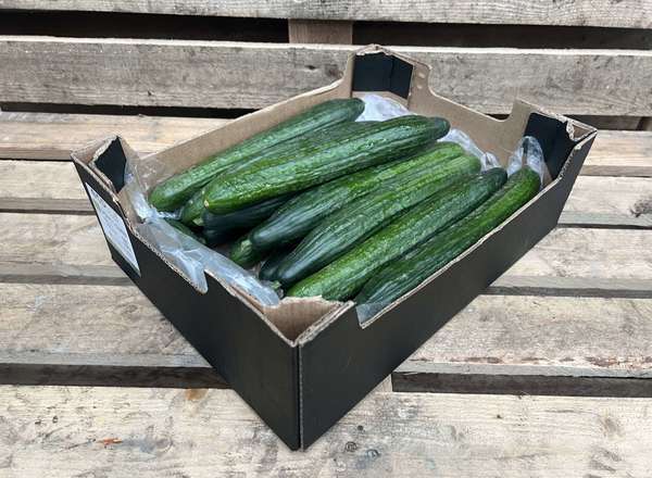 Organic Cucumber Small