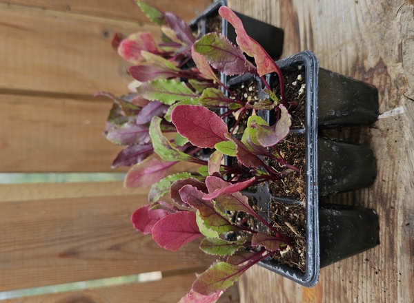( Plugs x6) Beetroot - Cylindra (Own Grown)