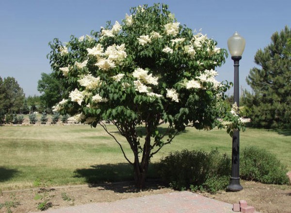 Lilac, Japanese - multiple stem (see description)