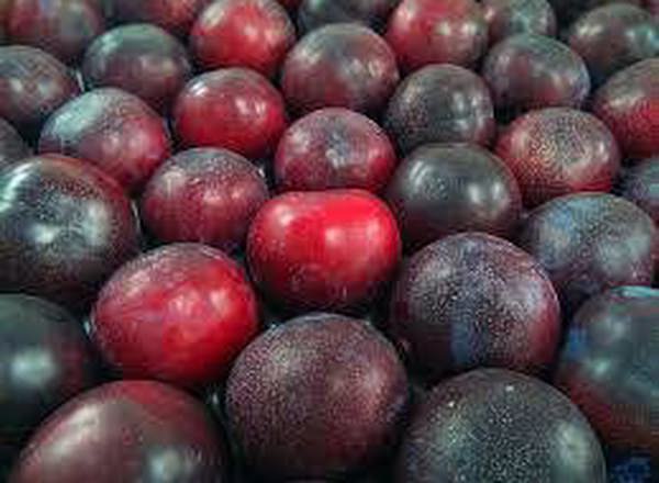 Plum