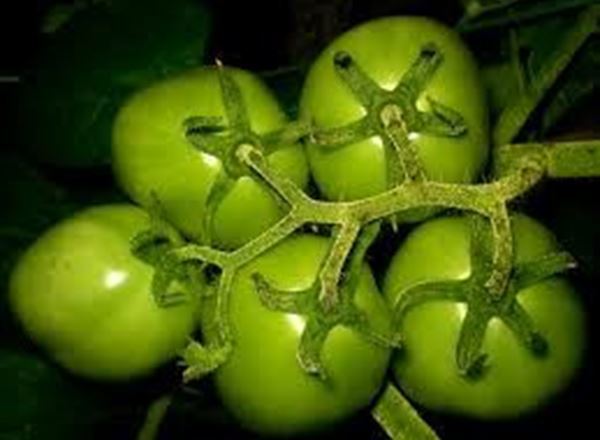 Tomatoes - Green For Chutney - (Own Grown) (1 kg)