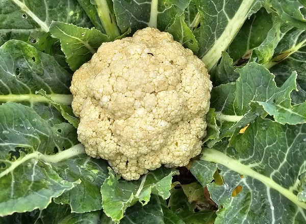 Cauliflower
