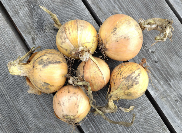 Onions