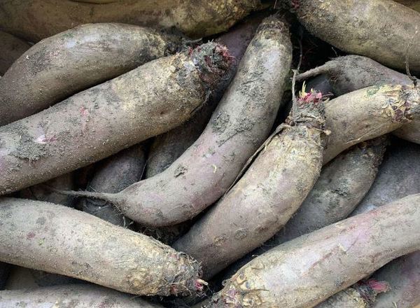 Beetroot - Cylindria (Lancashire, UK)