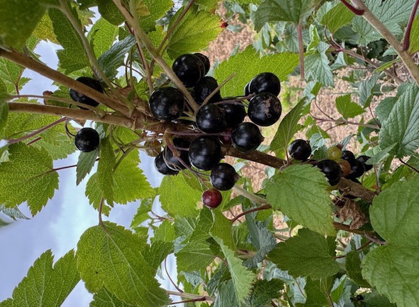 Black Currants