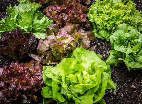 Lettuce (Whole)