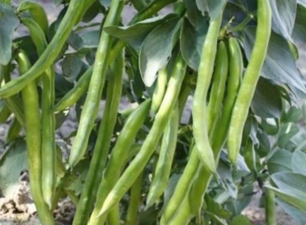 Beans - Broad 250g