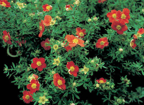 Potentilla - uncommon varieties