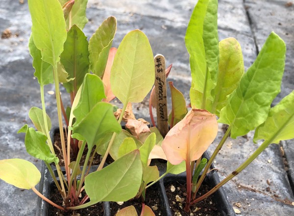 ( Plugs x6) Sorrel - French (Own Grown)