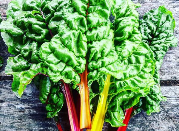 Rainbow Chard