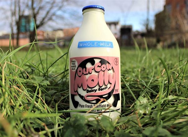 Our Cow Molly Whole Milk, Pint